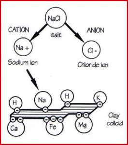 Nutrient Availability,Waternet Theydon UK